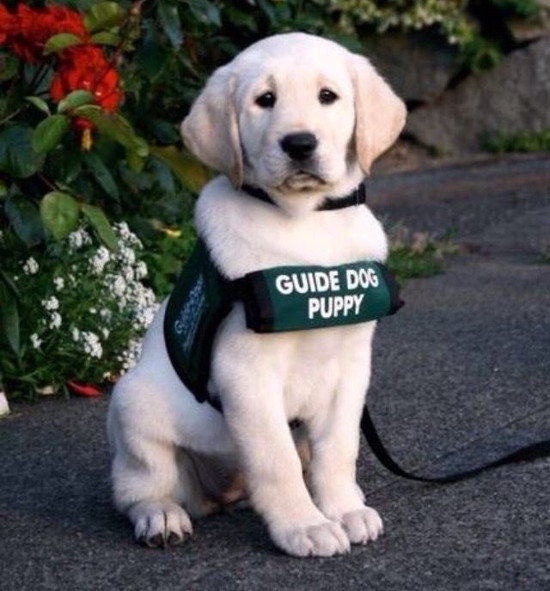 Pick of Guide dog puppy in a green vest